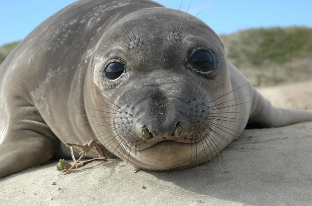 Elephant Seal Colony