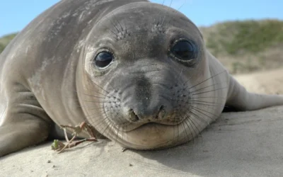Elephant Seal Colony